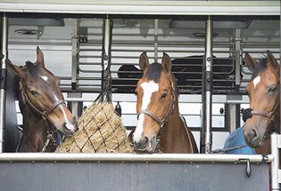 North Star Stables